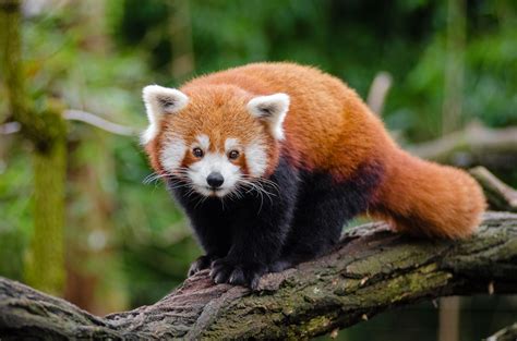 panda roux|Red panda